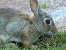 Rabbit Marsh Westham